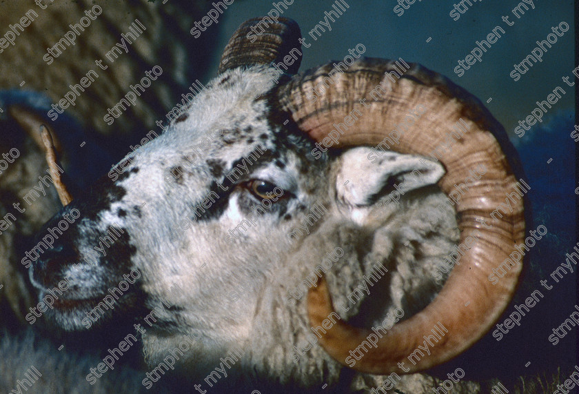 Sheep Sale, Norwich Cattle Market 1990, Norfolk, England, UK, - 180912