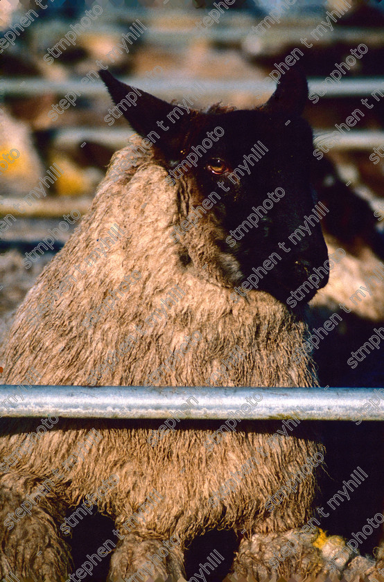 Sheep Sale, Norwich Cattle Market 1990, Norfolk, England, UK, - stmphoto 180581