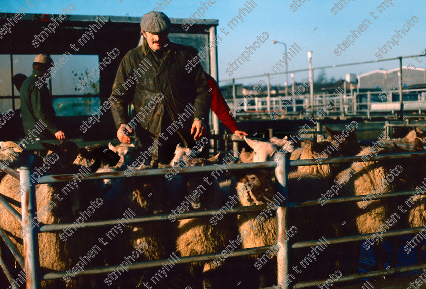 Sheep Sale, Norwich Cattle Market 1990, Norfolk, England, UK, - stmphoto 180585