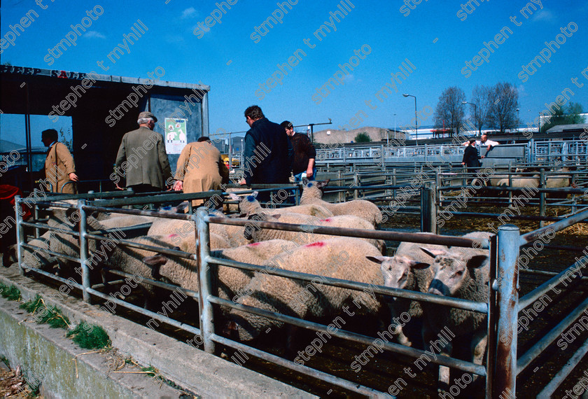 Sheep Sale, Norwich Cattle Market 1990, Norfolk, England, UK, - stmphoto 180732