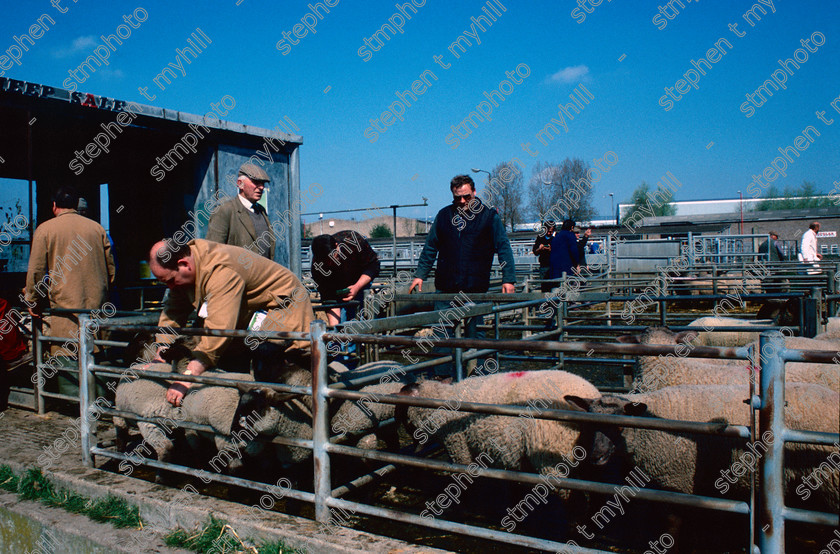 Sheep Sale, Norwich Cattle Market 1990, Norfolk, England, UK, - stmphoto 180731