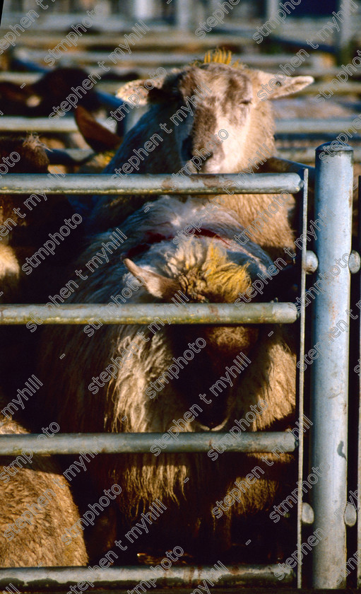 Sheep Sale, Norwich Cattle Market 1990, Norfolk, England, UK, - stmphoto 180582