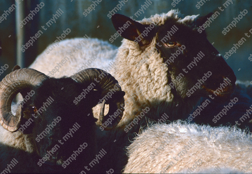Sheep Sale, Norwich Cattle Market 1990, Norfolk, England, UK, - 180911