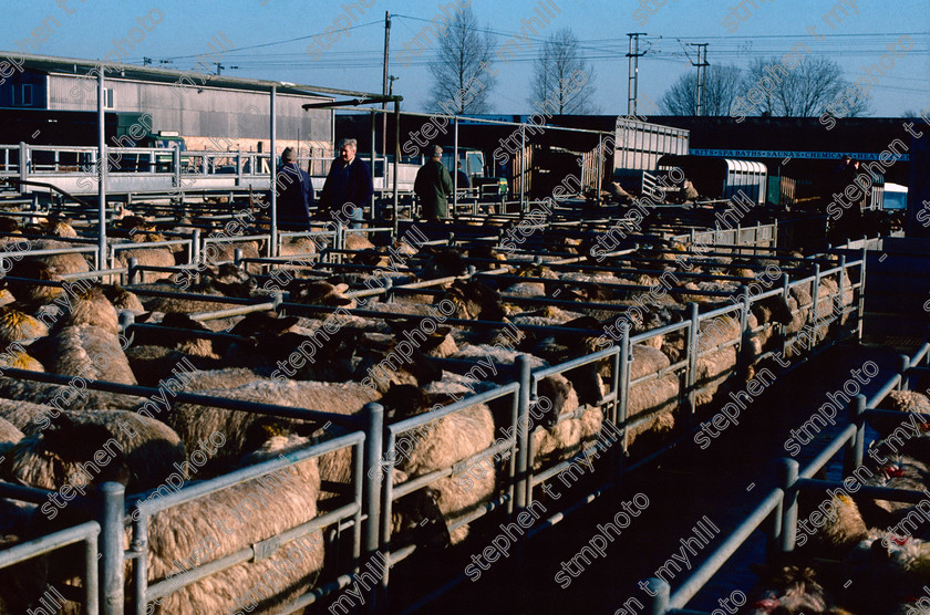 Sheep Sale, Norwich Cattle Market 1990, Norfolk, England, UK, - stmphoto 180735