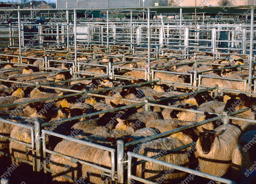 Sheep Sale, Norwich Cattle Market 1990, Norfolk, England, UK, - stmphoto 180584