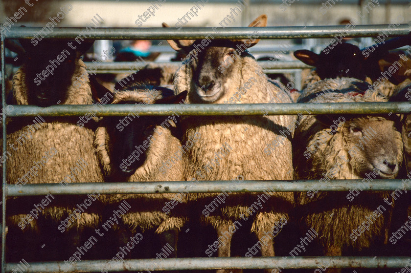 Sheep Sale, Norwich Cattle Market 1990, Norfolk, England, UK, - stmphoto 180614