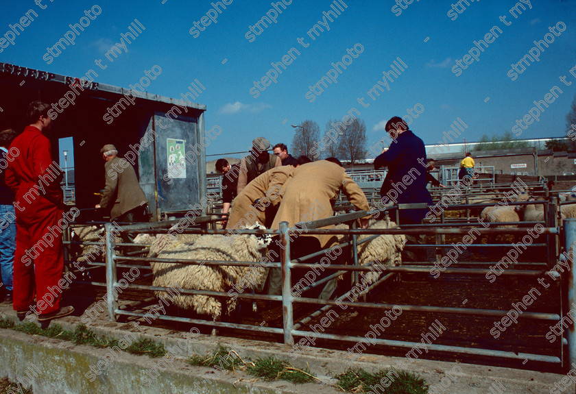 Sheep Sale, Norwich Cattle Market 1990, Norfolk, England, UK, - stmphoto 180733